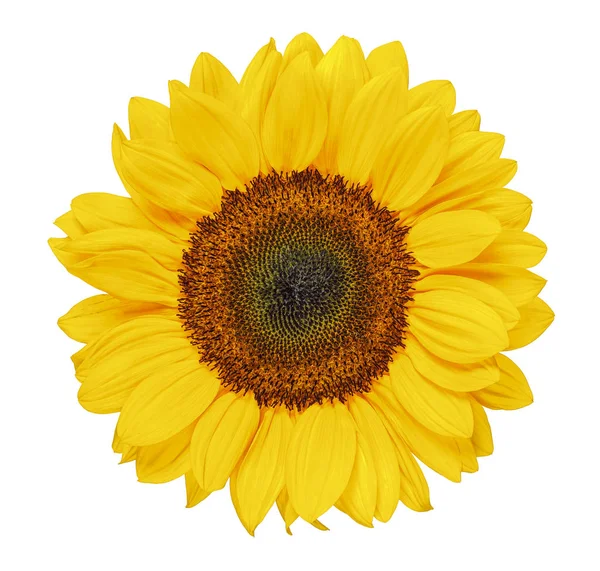 Sonnenblume isoliert Stockbild