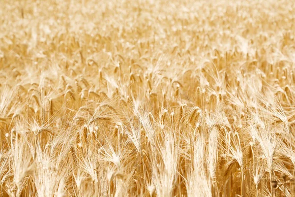 Golden Colored Wheat Field Sunny Day — Stock Photo, Image