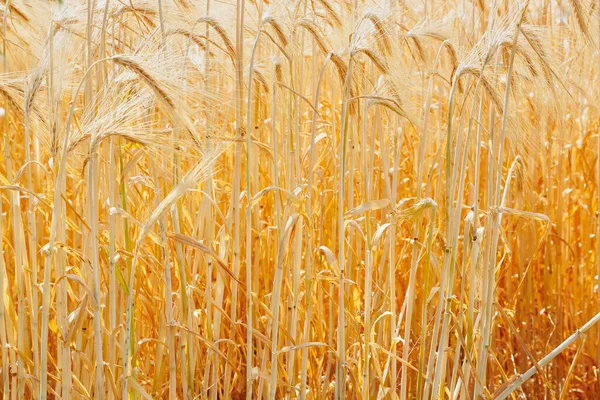 Primo Piano Grano Dorato Nel Campo — Foto Stock