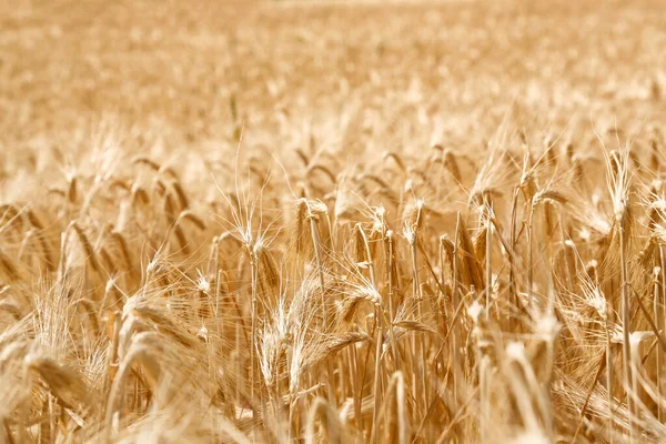 田里金黄色小麦的特写 — 图库照片