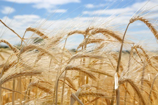 Nahaufnahme Von Goldfarbenem Weizen Auf Dem Feld — Stockfoto
