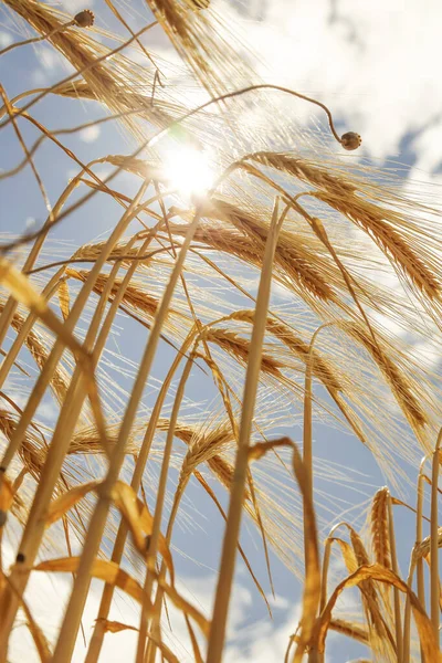 Guld Färgat Vete Fältet Solig Dag — Stockfoto