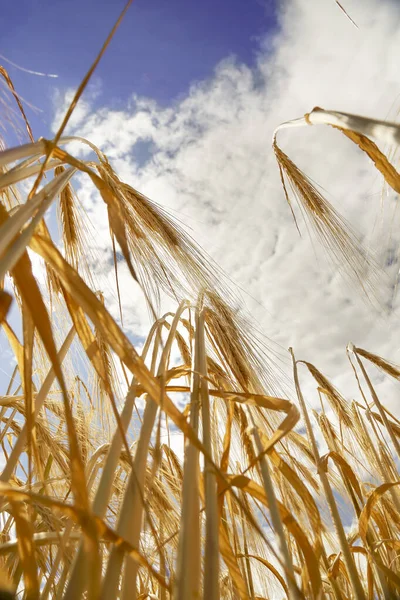 Goldfarbener Weizen Auf Dem Feld Einem Sonnigen Tag — Stockfoto