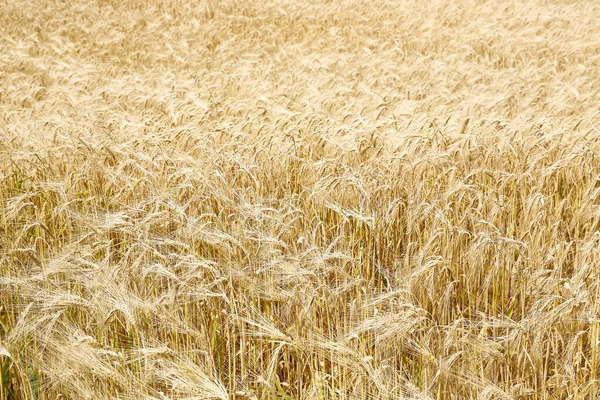 Goldfarbener Weizen Auf Dem Feld Einem Sonnigen Tag — Stockfoto
