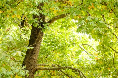 Yeşillik yapraklı bir ağaç, arkadan hafif, ekim başında.
