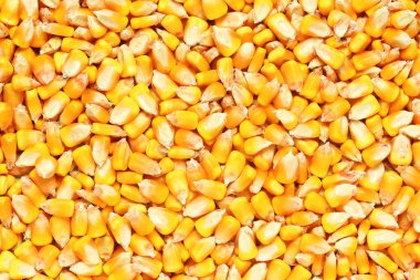 kuru mısır tohumlarının makrosu 