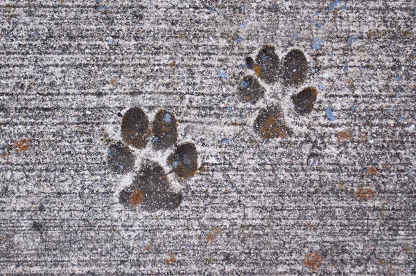 Paw prints of pup dried in concrete walk