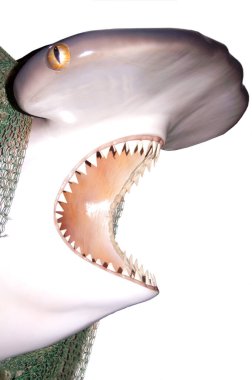 Bu çekiç başlı köpekbalıklarının ağzı açık ve keskin dişleri var.