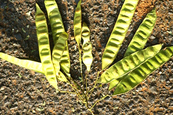 Yeşil Açık Çiçek Kabukları Yerde Yatıyor — Stok fotoğraf