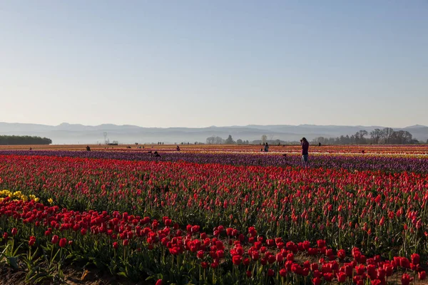 Woodburn Oregon Usa Dubna 2014 Fotografové Úsvitu Fotografování Kvetoucí Tulipán — Stock fotografie