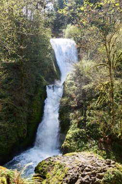 Ağaçları ve kayaları ışığında parlayan bahar moss tarafından çevrili gizli bir niş içinde gelin peçe bir taşın geçişli Şelaleleri duvar.