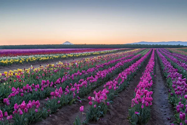 Rows Colorful Blooming Tulips Large Field Sunrise Trees Mountains Distance — Stock Photo, Image