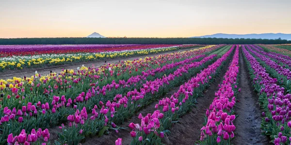 Rows Colorful Blooming Tulips Large Field Sunrise Trees Mountains Distance — Stock Photo, Image
