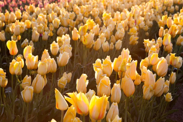 Field Full Rows Glowing Yellow Tulips Early Morning Sunshine — Stock Photo, Image