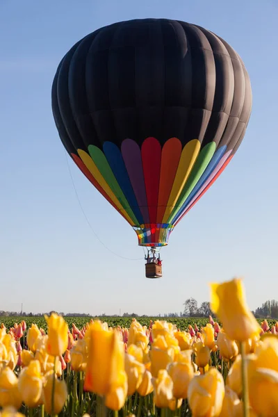 Svart Och Rainbow Luftballong Flytande Tidigt Morgonen Över Gul Tulpan — Stockfoto
