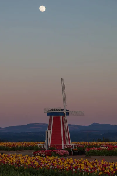 Full Moon Twilight Scene Windmill Tulip Farm Mountains Distance — Stock Photo, Image