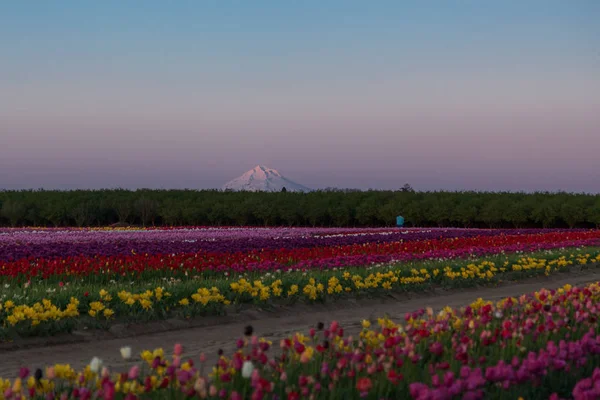 Mount Hood behind a row of hazelnut trees and a field of colorful rows of tulips at twilight in Woodburn, Oregon.