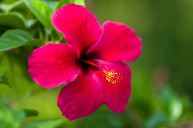A yakın çekim genellikle doğal yeşil arka plana sahip Çin Hibiscus Kosta Rika alınan fotoğraf adı verilen bir güzel kırmızı hibiscus çiçek.