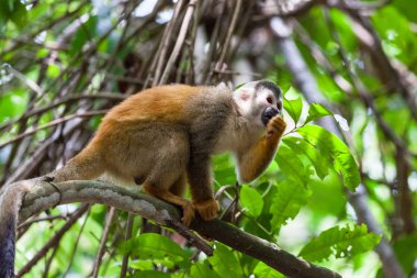 Orta Amerika sincap maymun Manuel Antonio Milli Park, Kosta Rika.
