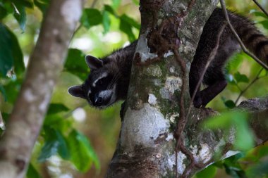 Küçük bir tropikal rakun hareket yukarı bir ağacın içinde Manuel Antonio Milli Parkı, Costa Rica.