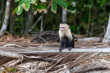 Kosta Rika Manuel Antonio doğal parkında ölü palmiye yaprağı üzerinde karşı karşıya beyaz maymun.