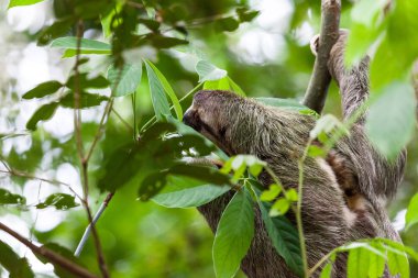 Üç: Manuel Antonio, Kostarika bir ağaca asılı tembellik bozkır.
