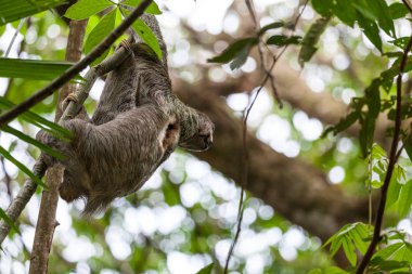 Üç: Manuel Antonio, Kostarika bir ağaca asılı tembellik bozkır.