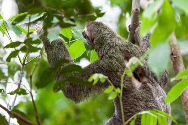 Tembellik içinde Manuel Antonio, Kosta Rika bir ağaca asılı bir üç bozkır.