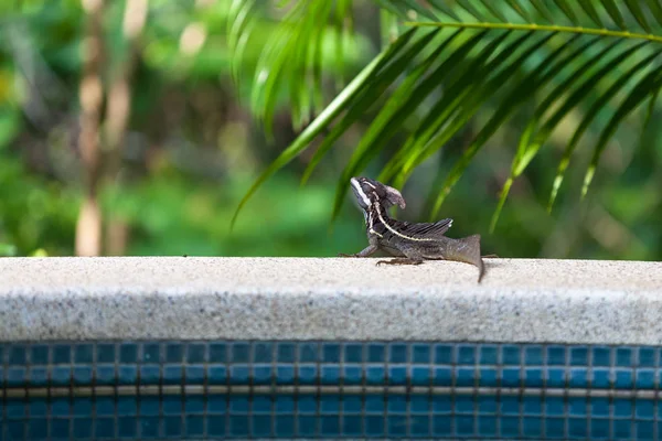 Lézard Basilic Brun Mâle Également Connu Sous Nom Lézard Jésus — Photo