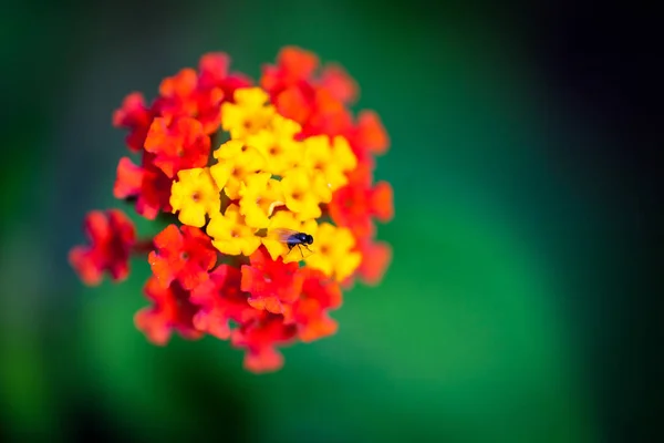 Nahaufnahme Einer Blühenden Pflanze Der Gattung Lantana Aus Dem Tropischen — Stockfoto