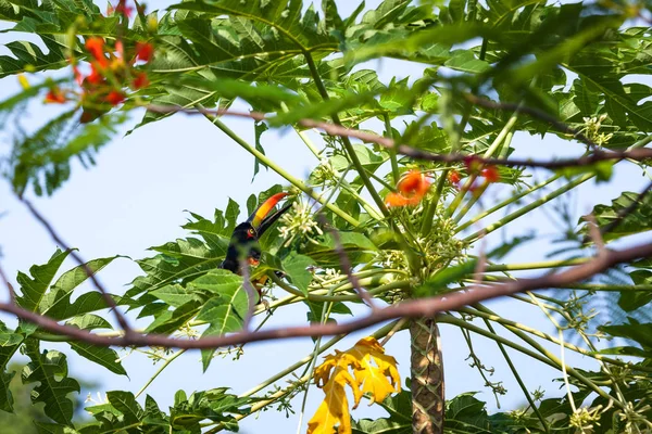 Φλογερό Χρεωθεί Aracari Σκαρφαλωμένο Ένα Δέντρο Παπάγια Τρώει Ανθίζει Στην — Φωτογραφία Αρχείου