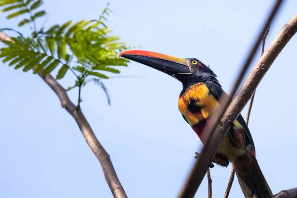 Ένα Πύρινο Χρεωθεί Aracari Πουλί Σκαρφαλωμένο Ένα Τροπικό Δέντρο Στην — Φωτογραφία Αρχείου