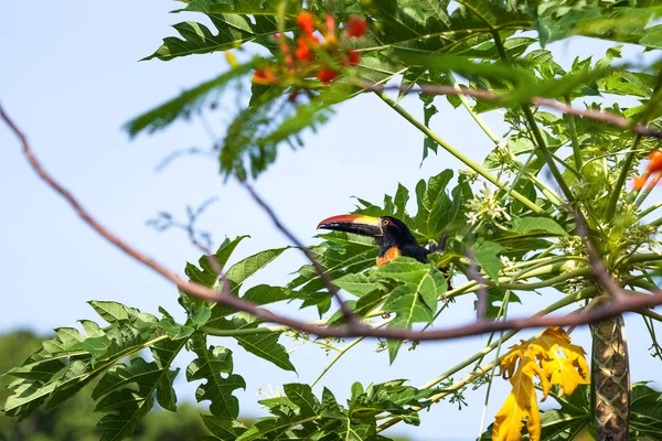 Ένα Πύρινο Χρεωθεί Aracari Πουλί Σκαρφαλωμένο Ένα Δέντρο Παπάγια Στην — Φωτογραφία Αρχείου