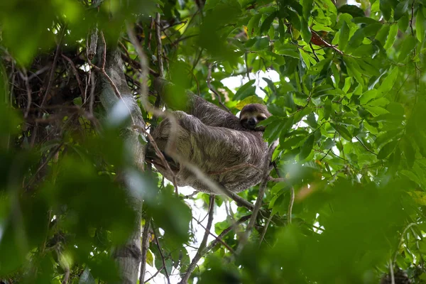 つま先のマヌエル アントニオ国立公園 コスタリカで木からぶら下がってナマケモノ — ストック写真