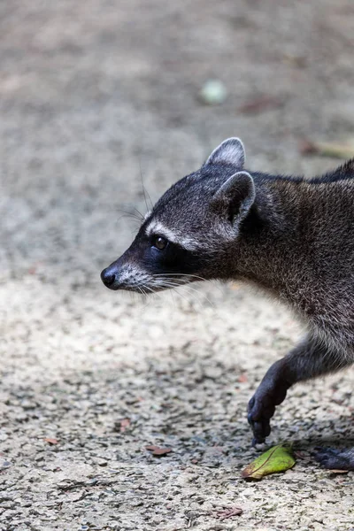 Wildlife Manuel Antonio National Park Costa Rica Wild Raccoon Walking — Stock Photo, Image