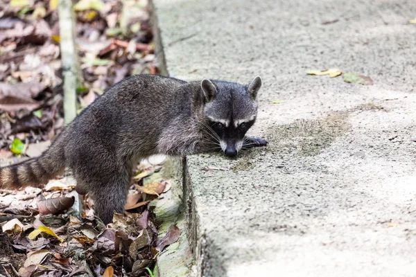 Wildlife Manuel Antonio National Park Costa Rica Wild Raccoon Drinking — Stock Photo, Image