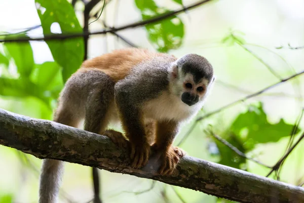 Orta Amerika Sincap Maymun Manuel Antonio Milli Park Kosta Rika — Stok fotoğraf