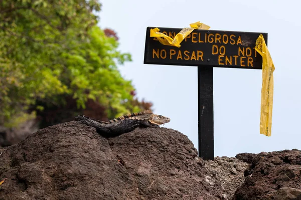 Iguane Queue Épineuse Noir Gardant Pas Entrer Signe Manuel Antonio — Photo