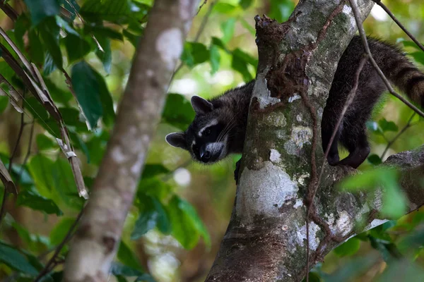 Petit Raton Laveur Tropical Déplaçant Long Arbre Dans Parc National — Photo