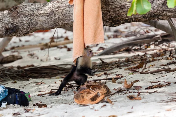 Singe Blanc Dans Parc National Manuel Antonio Costa Rica Vous — Photo