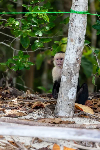 White Faced Monkey Peeking Out Small Tree Tourists Manuel Antonio — Stock Photo, Image