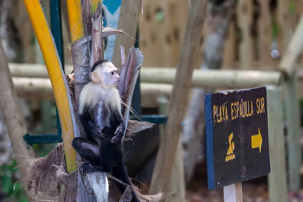 Petit Singe Blanc Assis Sur Palmier Cassé Côté Panneau Plage — Photo