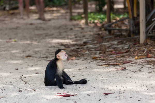 Petit Singe Blanc Assis Dans Sable Près Plage Dans Parc — Photo