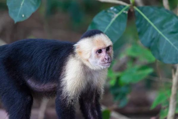 Petit Singe Visage Blanc Dans Parc Naturel Manuel Antonio Costa — Photo