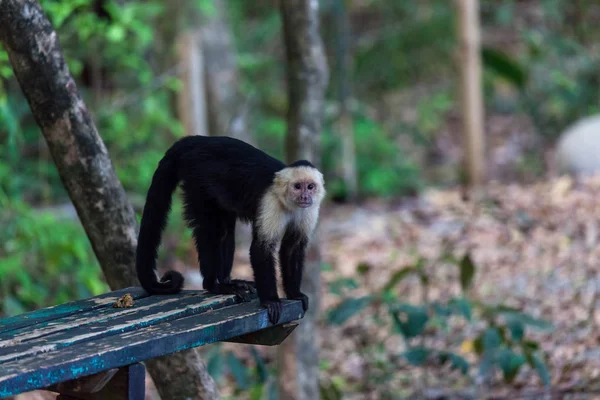 Singe Blanc Debout Sur Banc Dans Parc Naturel Manuel Antonio — Photo