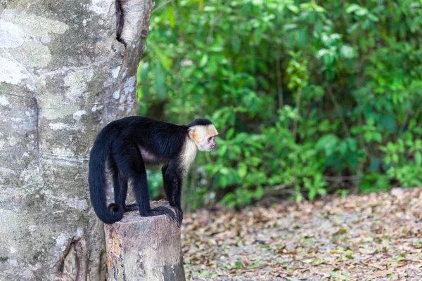 Petit Singe Blanc Debout Sur Une Souche Dans Parc Naturel — Photo