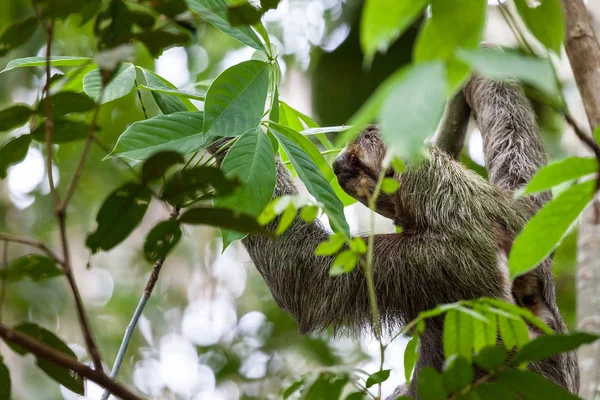 Three Toed Sloth Hanging Tree Manuel Antonio Costa Rica — Stock Photo, Image