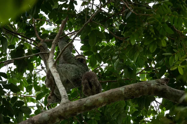 Een Moeder Baby Drie Toed Sloths Opknoping Kruin Van Boom — Stockfoto