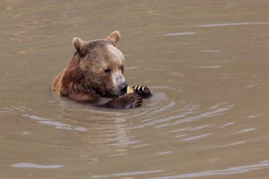 Bir parça eski firehose ile sonunda açmaya çalışırken onun pençe ile oynarken sığ bir su birikintisi içinde oturan bir boz ayı.
