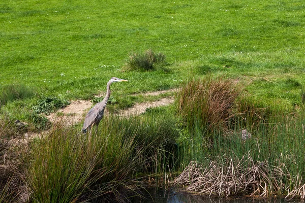 一个伟大的蓝色苍鹭鸟捕鱼旁边的池塘在一个充满活力的绿色草地背景的春天的一天 — 图库照片